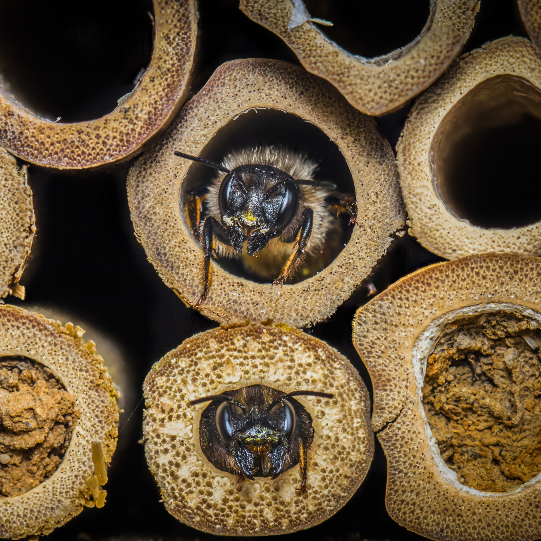Two mason bees poke their heads out of their tubes. They are surrounded by other nesting tubes. The two on the left and right of the bottom still have their mud plugs in the ends.